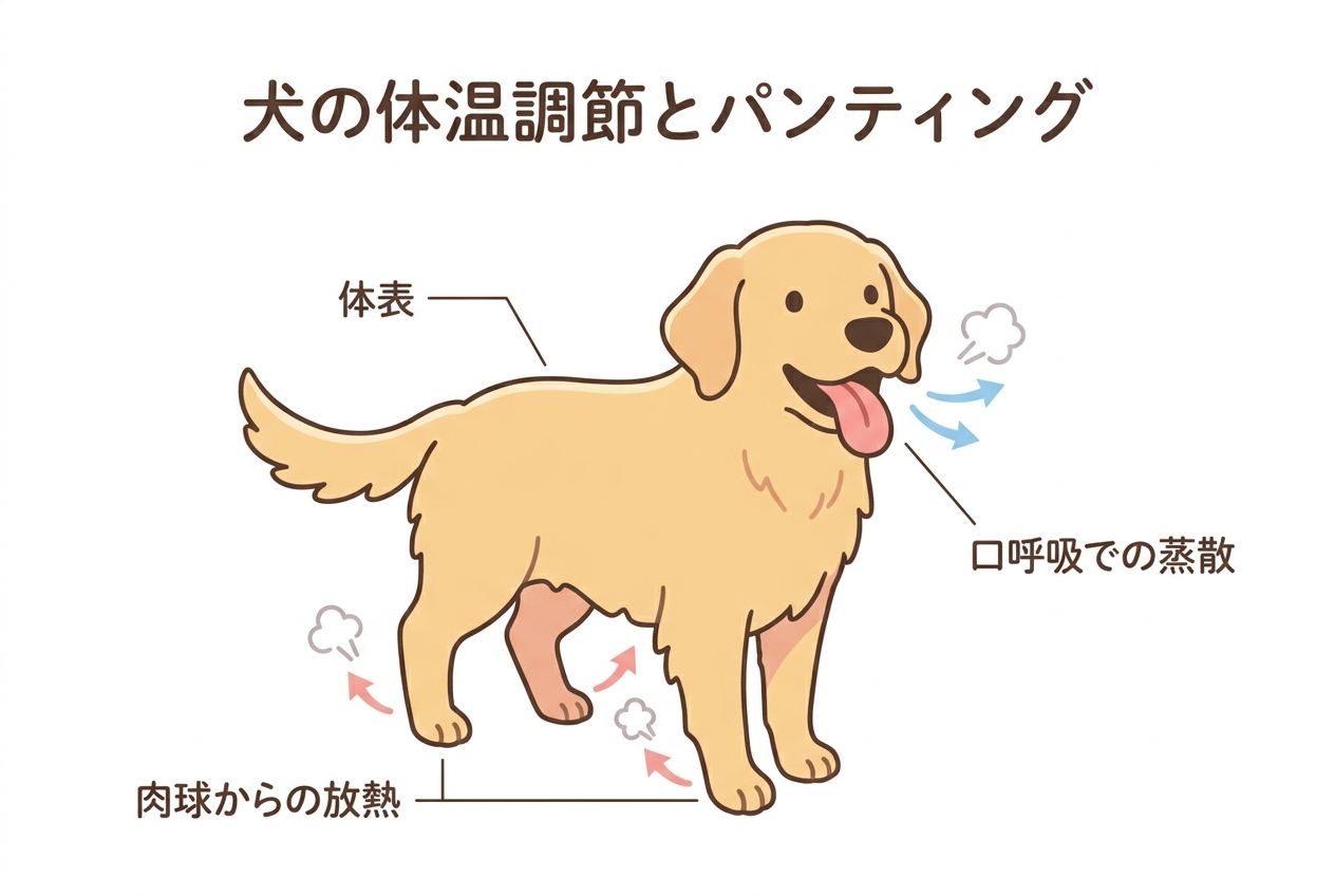 犬の体温調節とパンティングの図解