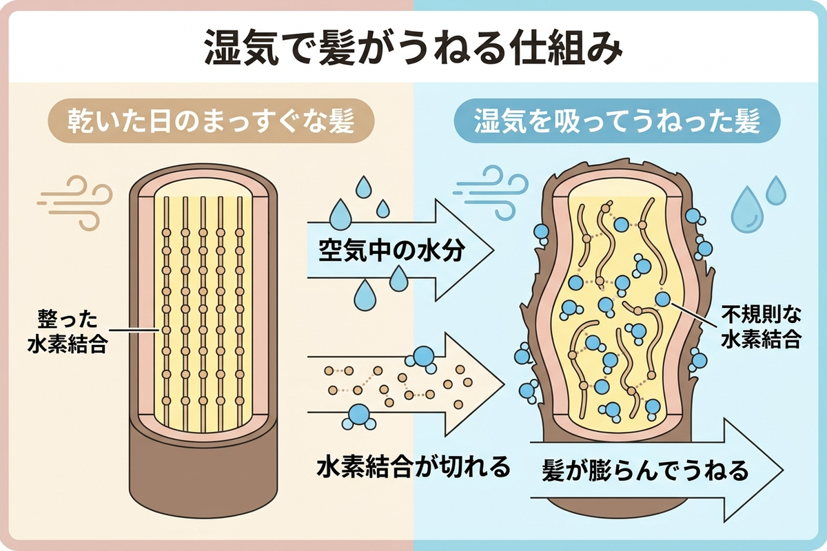 湿気で髪がうねる仕組みの図解