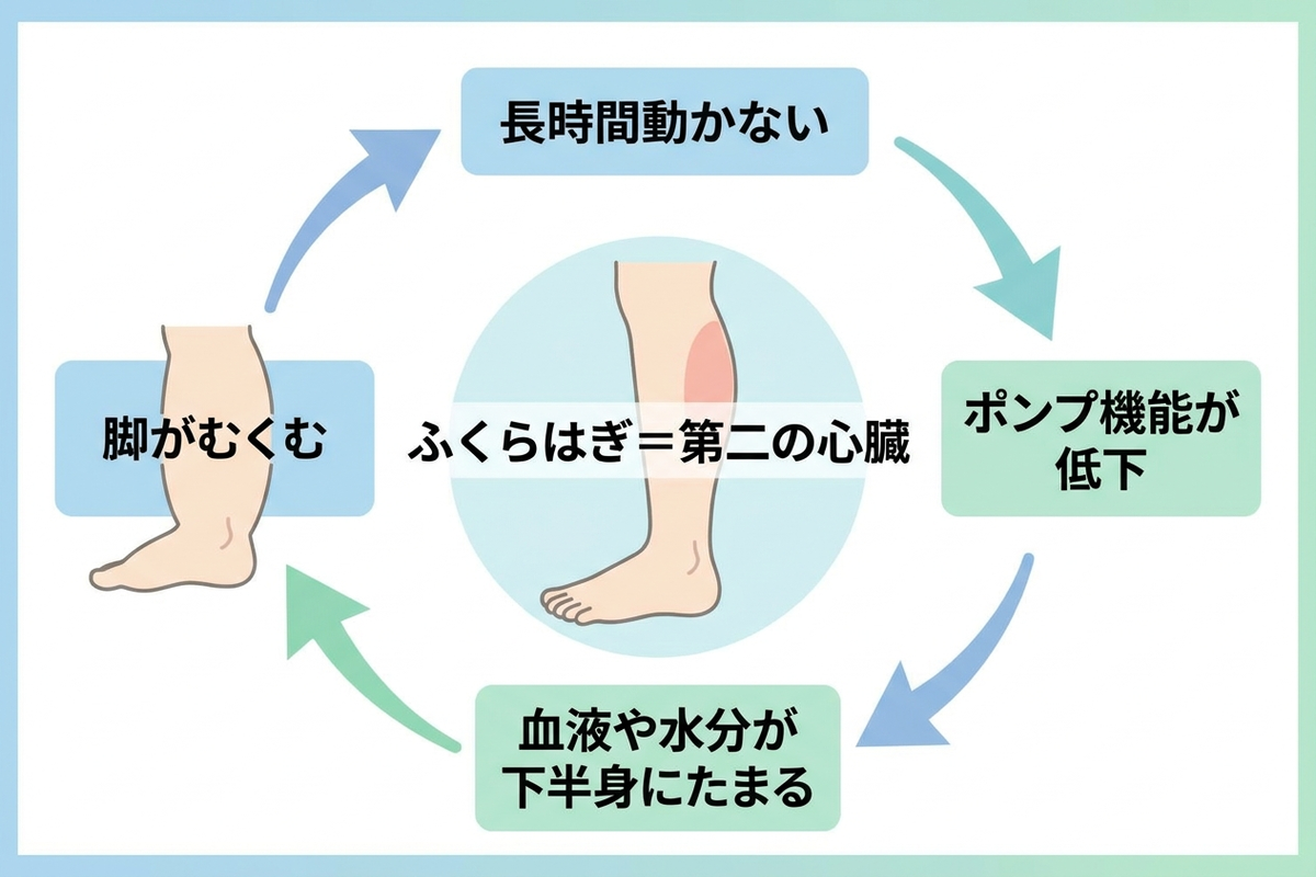 ふくらはぎは第二の心臓。長時間動かないと血液や水分が下半身にたまる仕組みの図解