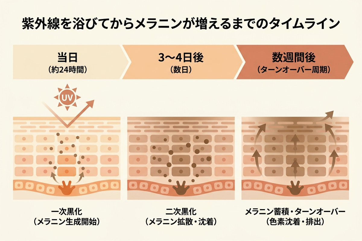 紫外線を浴びてからメラニンが増えるまでのタイムライン