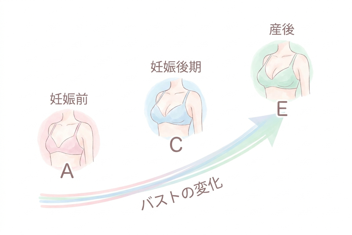妊娠前・妊娠後期・産後のバストサイズ変化を表したインフォグラフィック