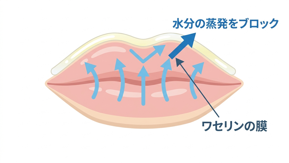 唇の表面にワセリンの膜ができて水分の蒸発をブロックする図解