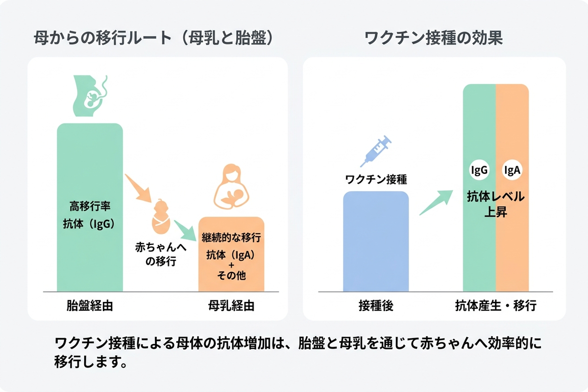 ワクチン接種による母体から赤ちゃんへの抗体移行をイメージした日本語のインフォグラフィック