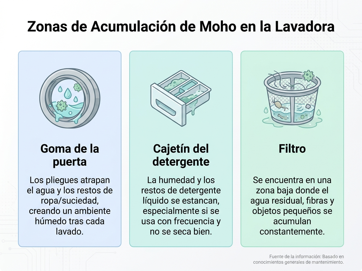 Infografía en español que compara las tres zonas donde se acumula el moho en una lavadora: goma de la puerta, cajetín del detergente y filtro, con el mecanismo de acumulación de humedad en cada una