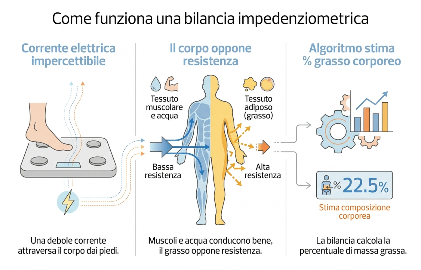 Infografica del principio di funzionamento della bilancia impedenziometrica: corrente elettrica, resistenza dei tessuti, stima algoritmica